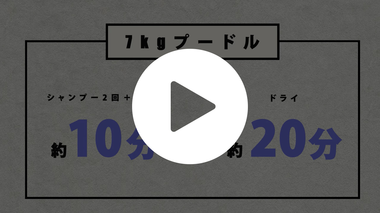 【グルーマー必見】7kgプードルがシャンプードライで30分！？