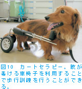 図10　カートセラピー。肢が着ける車椅子を利用することで歩行訓練を行うことができる。