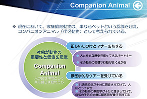 Companion Animal